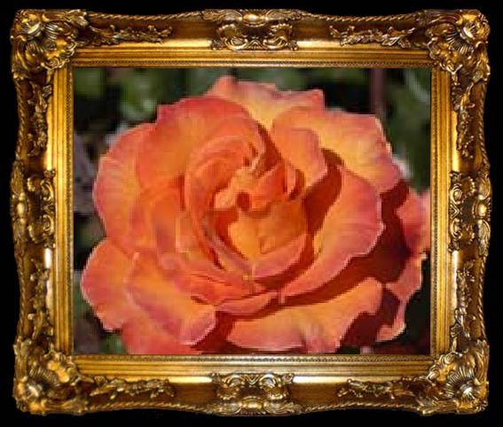 framed  unknow artist Realistic Orange Rose, ta009-2